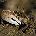 Shaking Fiddler Crab (Tubuca seismella) in Machans Beach<br />EOS 7D + SIGMA 180mm 2.8 APO MACRO